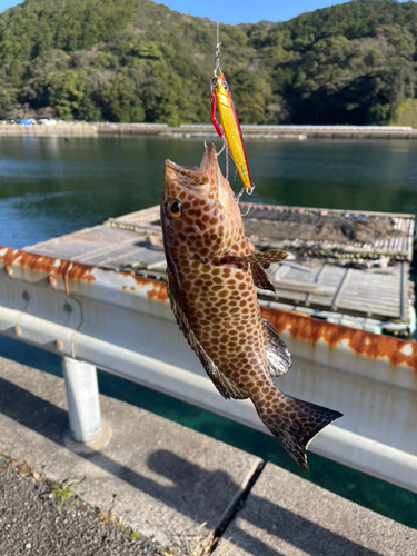 オオモンハタの釣果