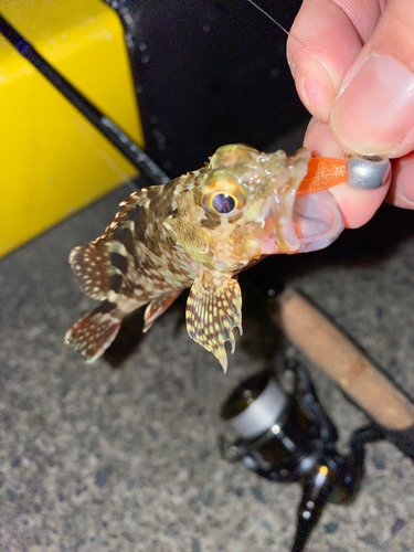 カサゴの釣果