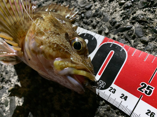 カサゴの釣果