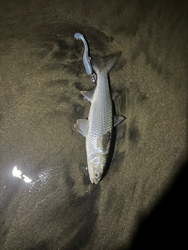 コノシロの釣果