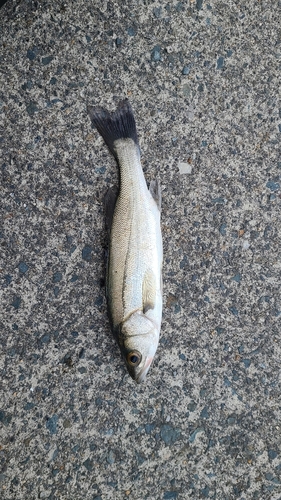 セイゴ（マルスズキ）の釣果