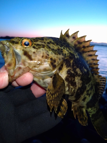 タケノコメバルの釣果