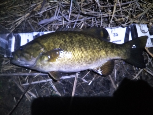 スモールマウスバスの釣果