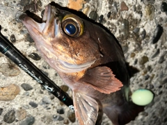 メバルの釣果