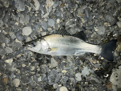 ヒラスズキの釣果