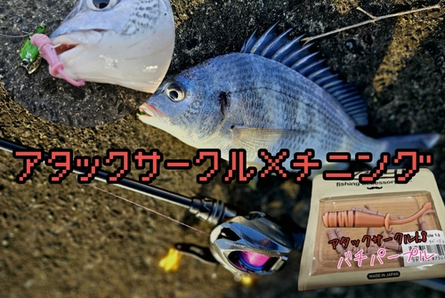 キチヌの釣果