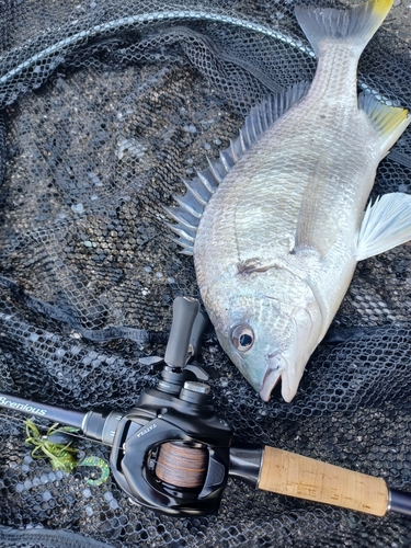 キビレの釣果