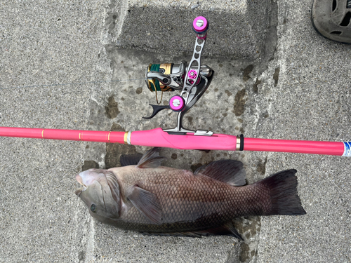 カンダイの釣果