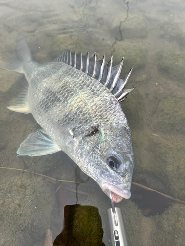 キビレの釣果