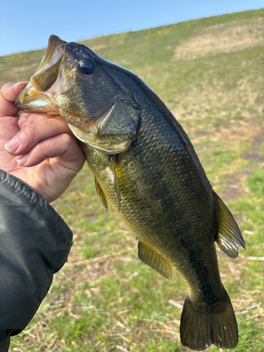 ラージマウスバスの釣果