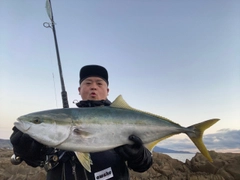 ブリの釣果