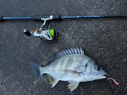 キビレの釣果