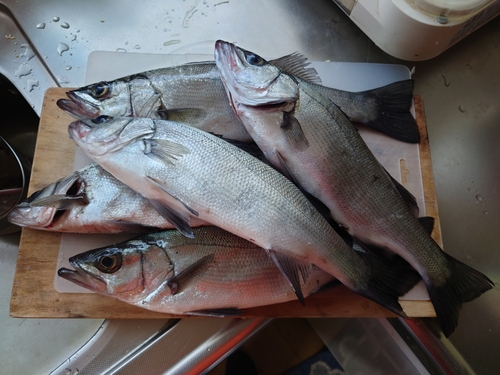 シーバスの釣果