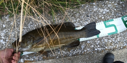 ラージマウスバスの釣果