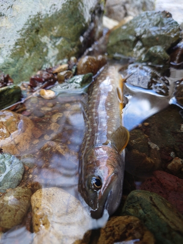 イワナの釣果