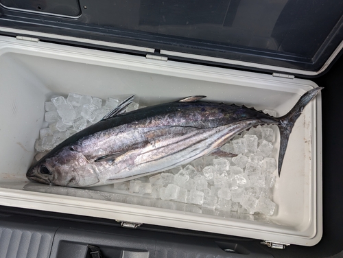 カツオの釣果