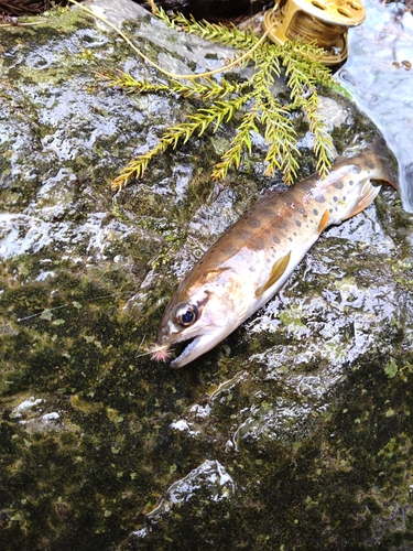 ヤマメの釣果