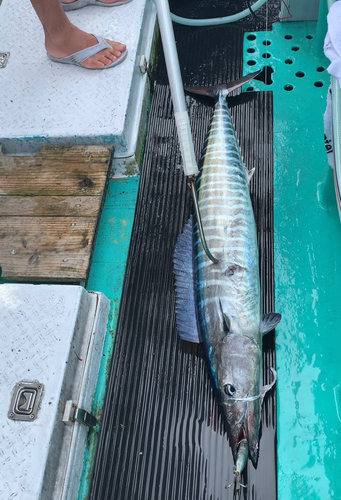 オキサワラの釣果