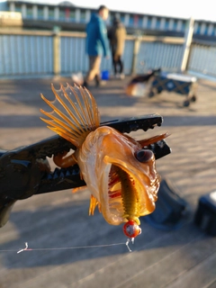 アナハゼの釣果