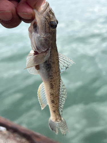 マハゼの釣果