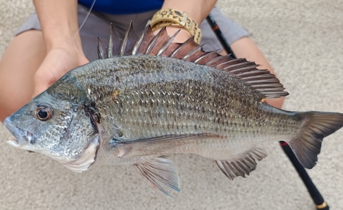 チヌの釣果