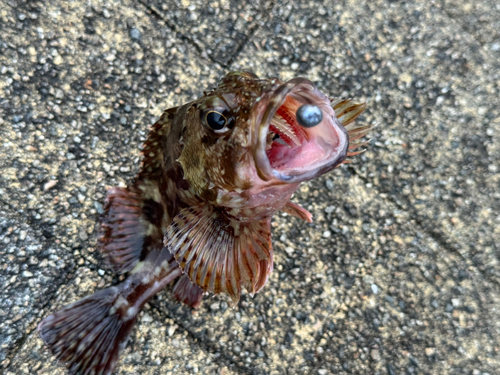 カサゴの釣果