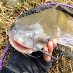 ナマズの釣果