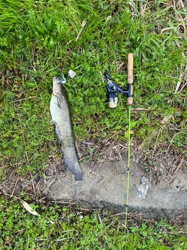 ナマズの釣果