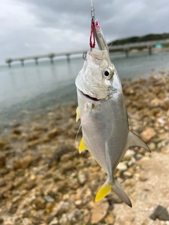 ガーラの釣果