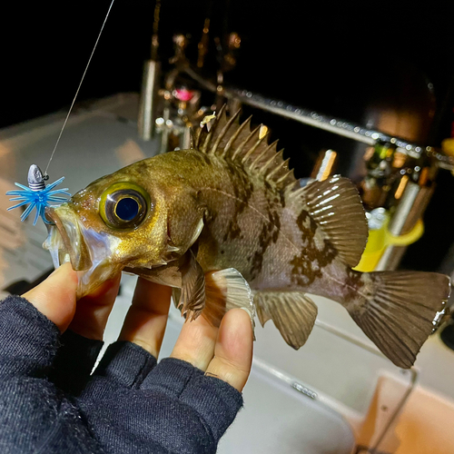 シロメバルの釣果