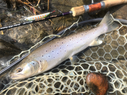 ブラウントラウトの釣果