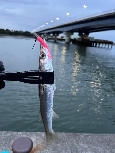 アカカマスの釣果