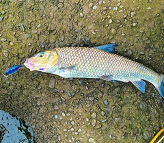 ニゴイの釣果