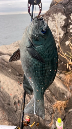 メジナの釣果