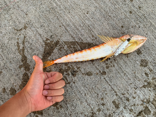 アカエソの釣果