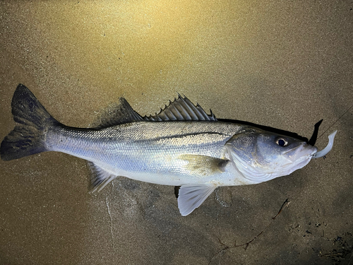 スズキの釣果