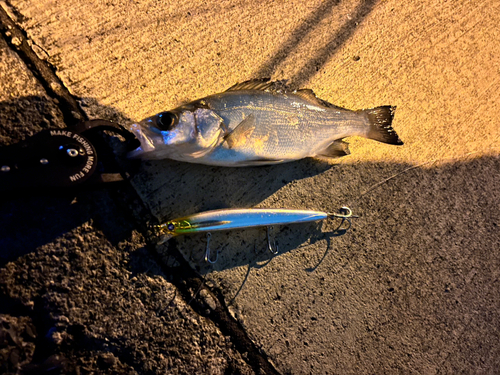 シーバスの釣果