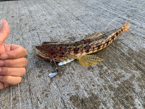 アカエソの釣果