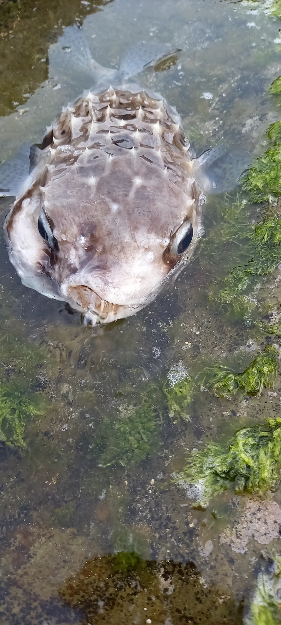 イシダイ