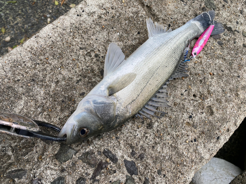 シーバスの釣果