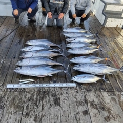 ビンチョウマグロの釣果