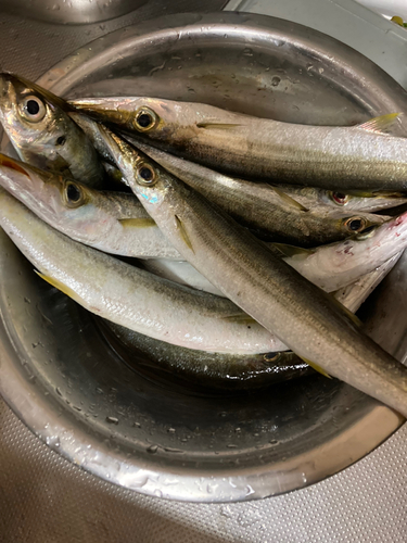 カマスの釣果