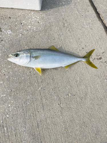 ハマチの釣果