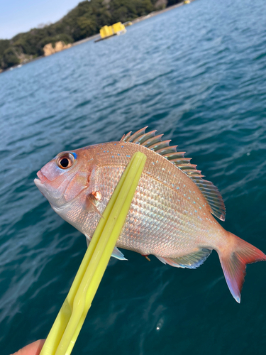 タイの釣果