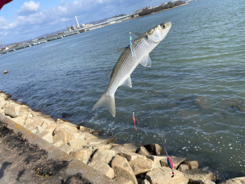 ボラの釣果