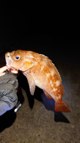 ガヤの釣果