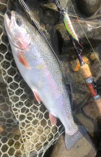 ニジマスの釣果