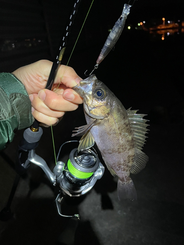 メバルの釣果