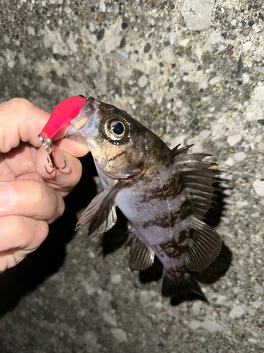 メバルの釣果