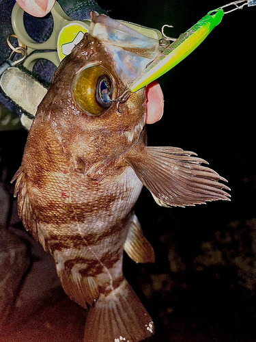 メバルの釣果